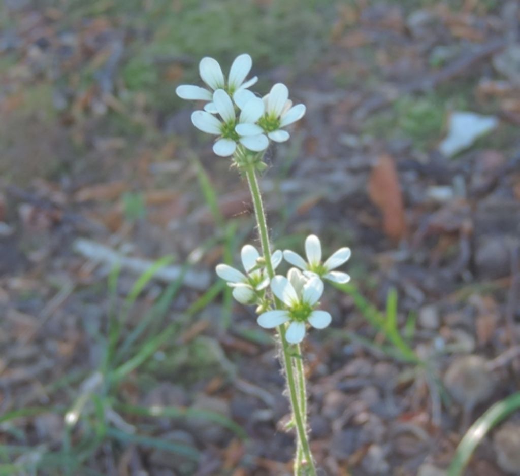 Saxifraga bulbifera